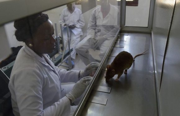 Laboratories in Kenya and Tanzania train rats to detect tuberculosis