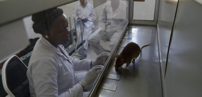 Laboratories in Kenya and Tanzania train rats to detect tuberculosis
