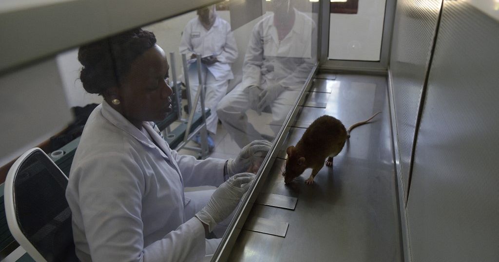 Laboratories in Kenya and Tanzania train rats to detect tuberculosis