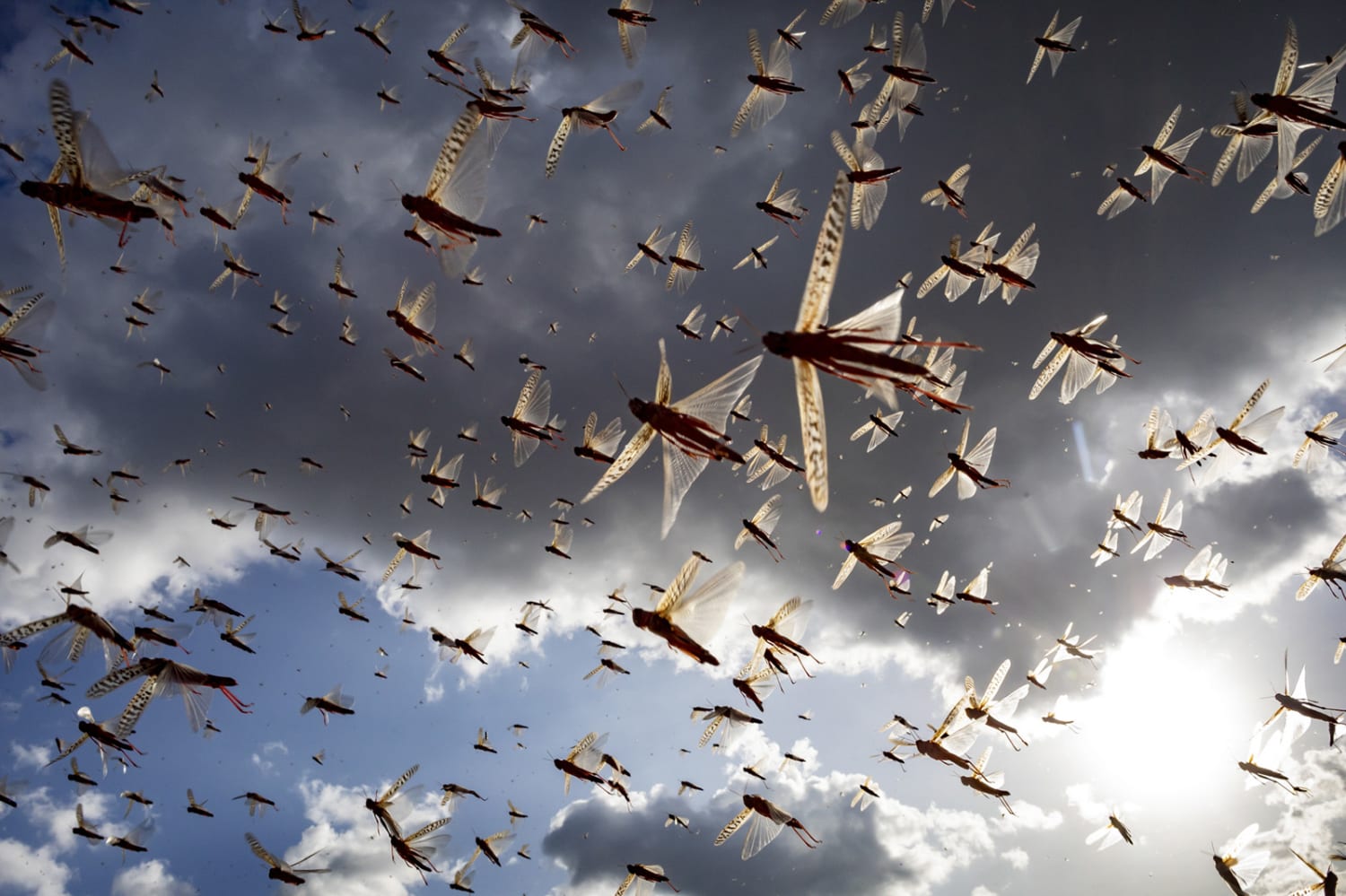 Is the region ready to tackle Future Locust Invasion?