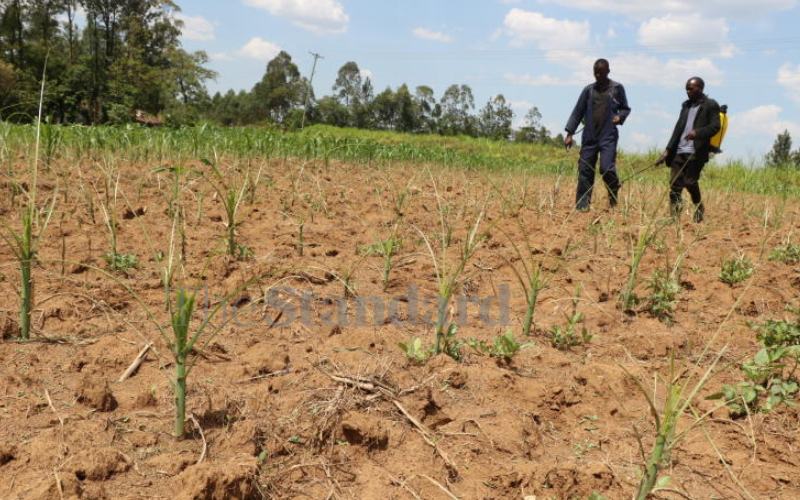 Farmers in the Region lose Billions of Dollars to transboundary Pests