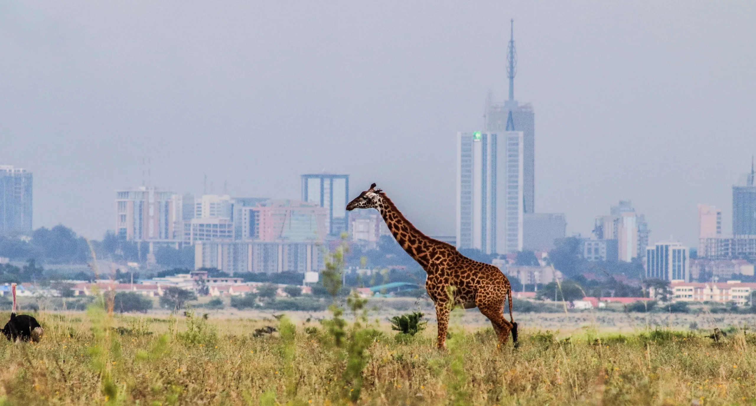 Wikimania 2025: Celebrating 20 Years of Collaborative Knowledge in the Heart of Africa
